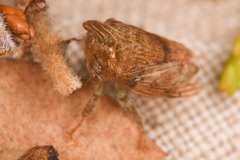 Platycotis minax