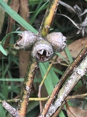 Eucalyptus viminalis