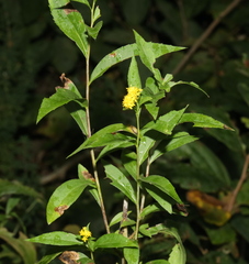 Solidago ulmifolia