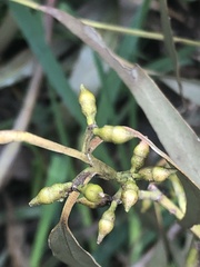 Eucalyptus viminalis