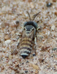 Microbembex monodonta