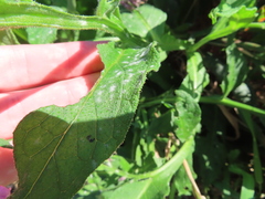 Erysiphaceae