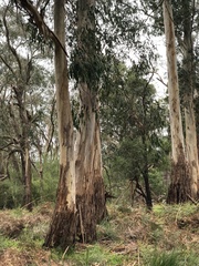 Eucalyptus viminalis