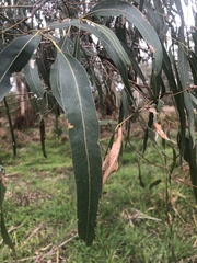 Eucalyptus viminalis
