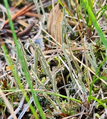 Cladonia macilenta