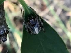 Metepeira labyrinthea