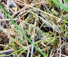 Cladonia macilenta