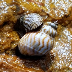 Echinolittorina placida