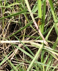 Erythrodiplax fervida