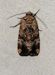 Elaphria chalcedonia