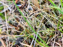 Cladonia macilenta