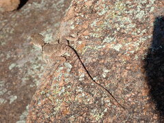 Crotaphytus collaris