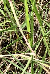 Erythrodiplax fervida