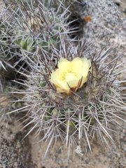 Copiapoa coquimbana