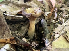 Craterellus ignicolor