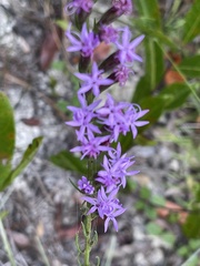 Liatris pauciflora var. pauciflora image