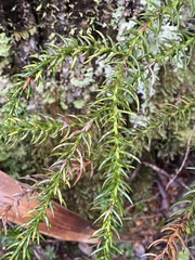 Athrotaxis selaginoides