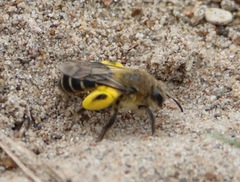 Andrena asteris