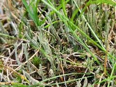 Cladonia macilenta