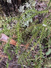 Athrotaxis selaginoides