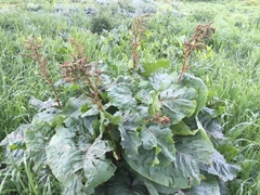Rumex arifolius
