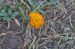 Erigeron aurantiacus