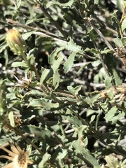 Xanthisma grindelioides