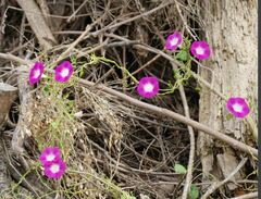 Ipomoea orizabensis