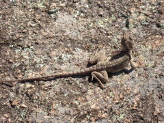 Crotaphytus collaris