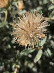 Xanthisma grindelioides