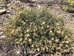 Xanthisma grindelioides