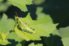 Campylacantha olivacea
