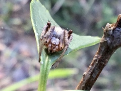 Metepeira labyrinthea