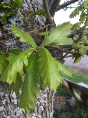 Quercus macranthera