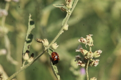 Calligrapha serpentina