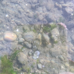 Leptocottus armatus