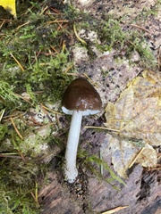 Pluteus exilis