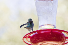 Selasphorus platycercus