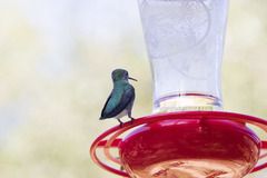 Selasphorus platycercus