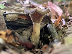 Craterellus ignicolor