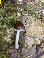 Pluteus exilis