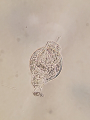 Rotifera