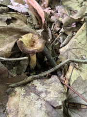 Craterellus ignicolor