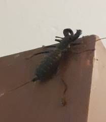 Mastigoproctus giganteus