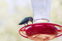 Selasphorus platycercus