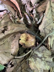 Craterellus ignicolor