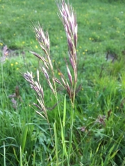 Bromus variegatus