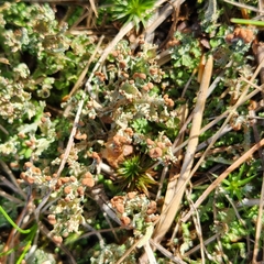 Cladonia gracilis