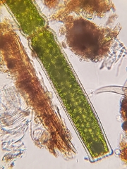 Pleurotaenium coronatum