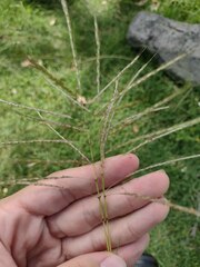 Dichanthium annulatum annulatum